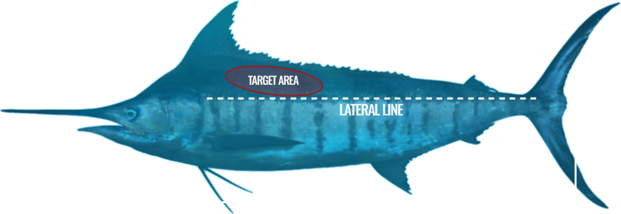 Tag & Release Guide - The Billfish Foundation