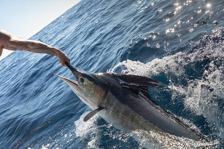 Striped Marlin - The Billfish Foundation
