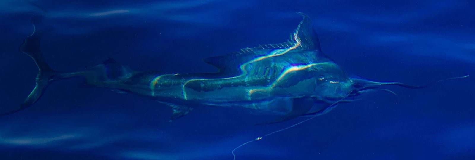 Species Identification - The Billfish Foundation