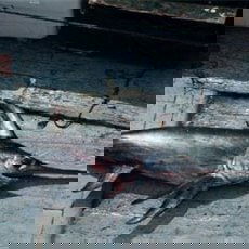 Swordfish Driftnets Gone off CA – Will Longlines Follow?