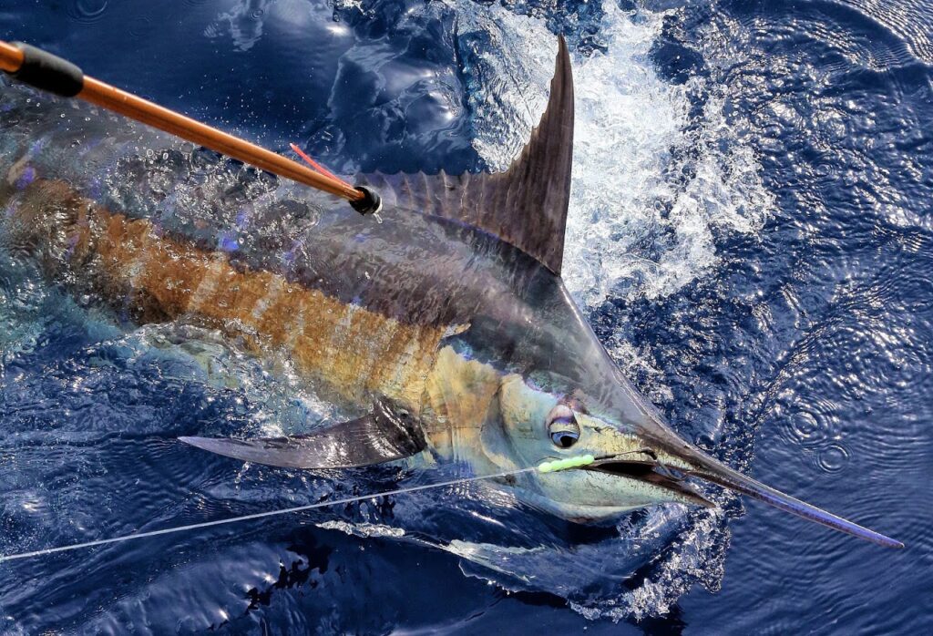Species Identification - The Billfish Foundation