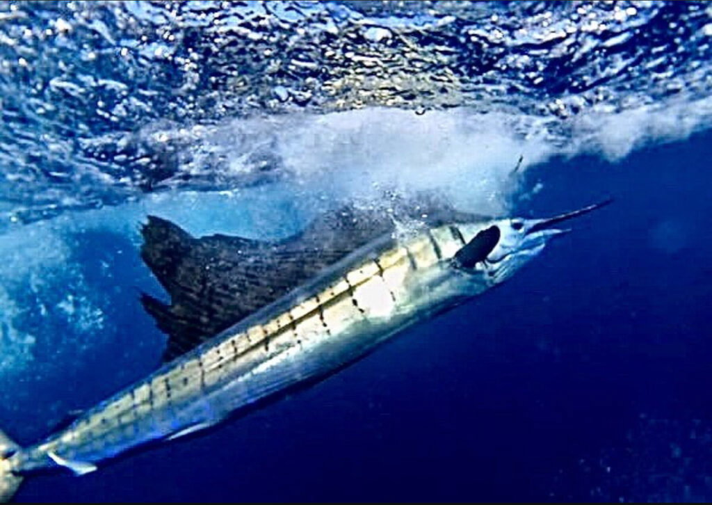 Species Identification - The Billfish Foundation