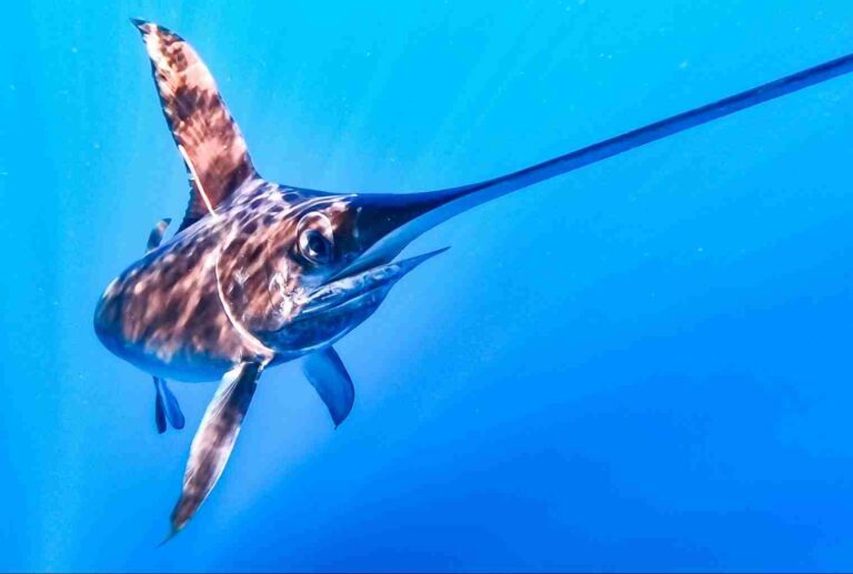 Species Identification - The Billfish Foundation