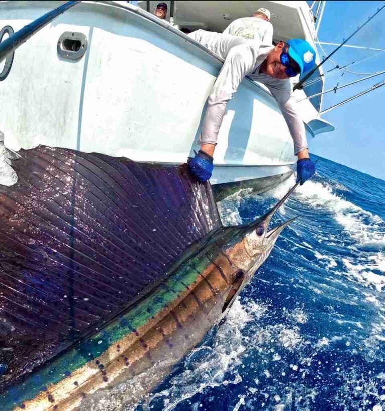 Species Identification - The Billfish Foundation
