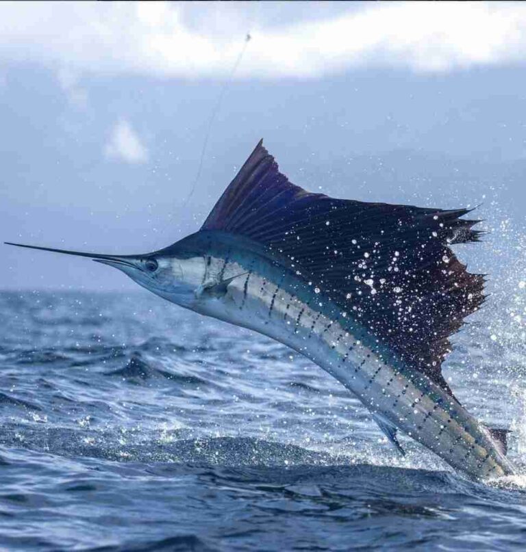 Species Identification - The Billfish Foundation