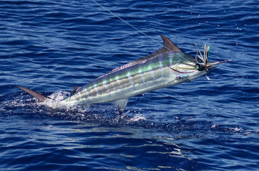 Species Identification - The Billfish Foundation