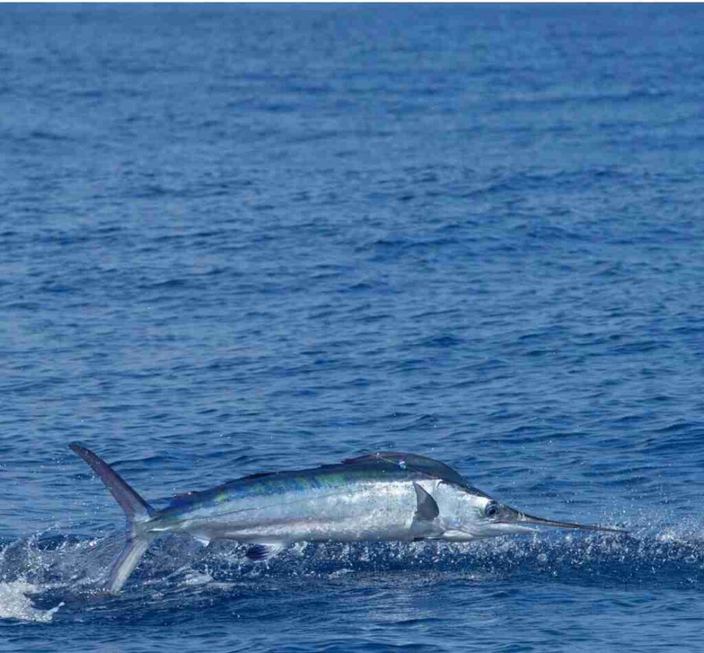 Species Identification - The Billfish Foundation