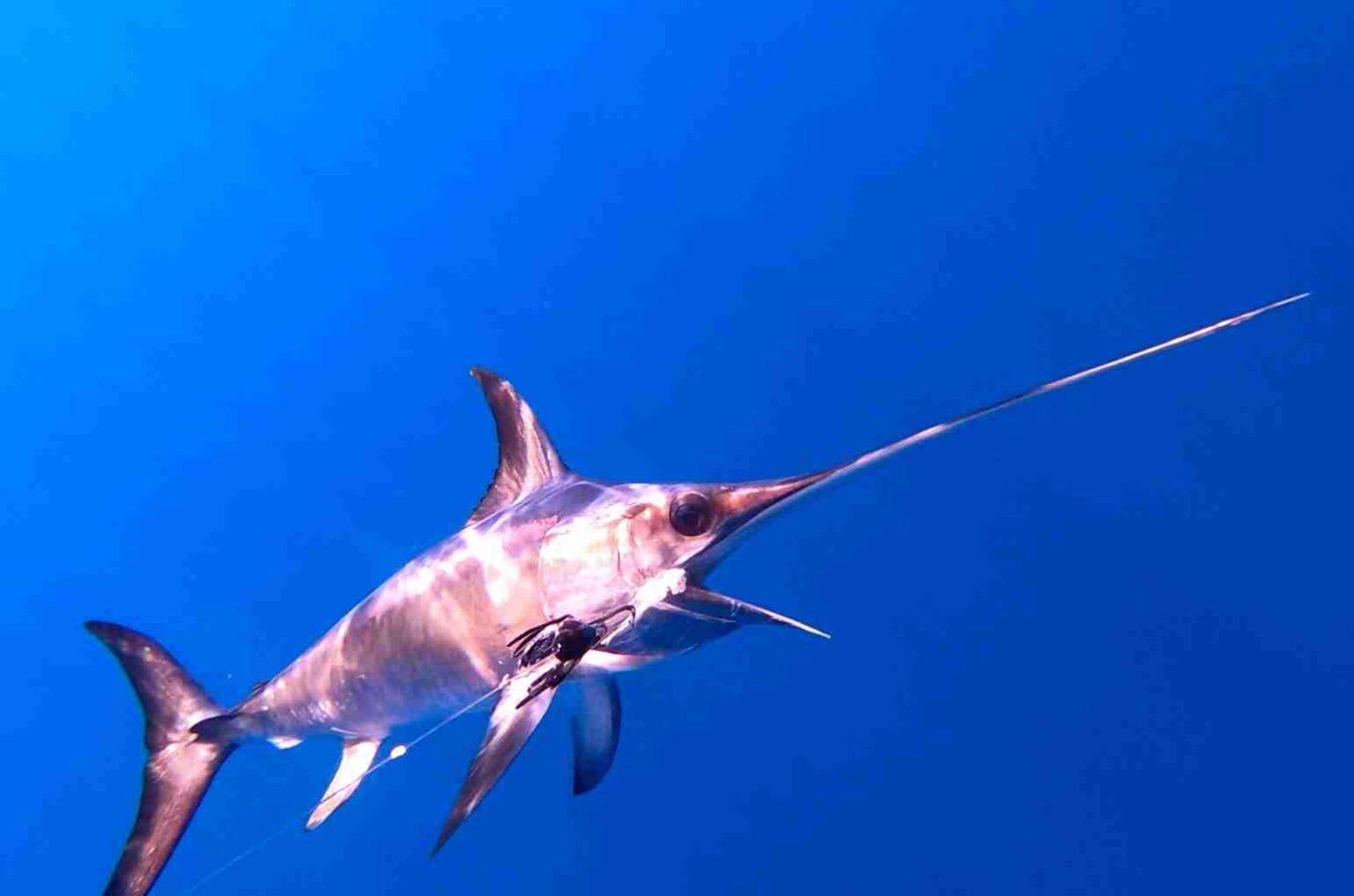 Species Identification - The Billfish Foundation