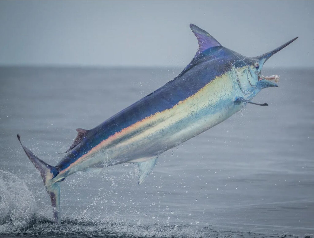 Species Identification - The Billfish Foundation