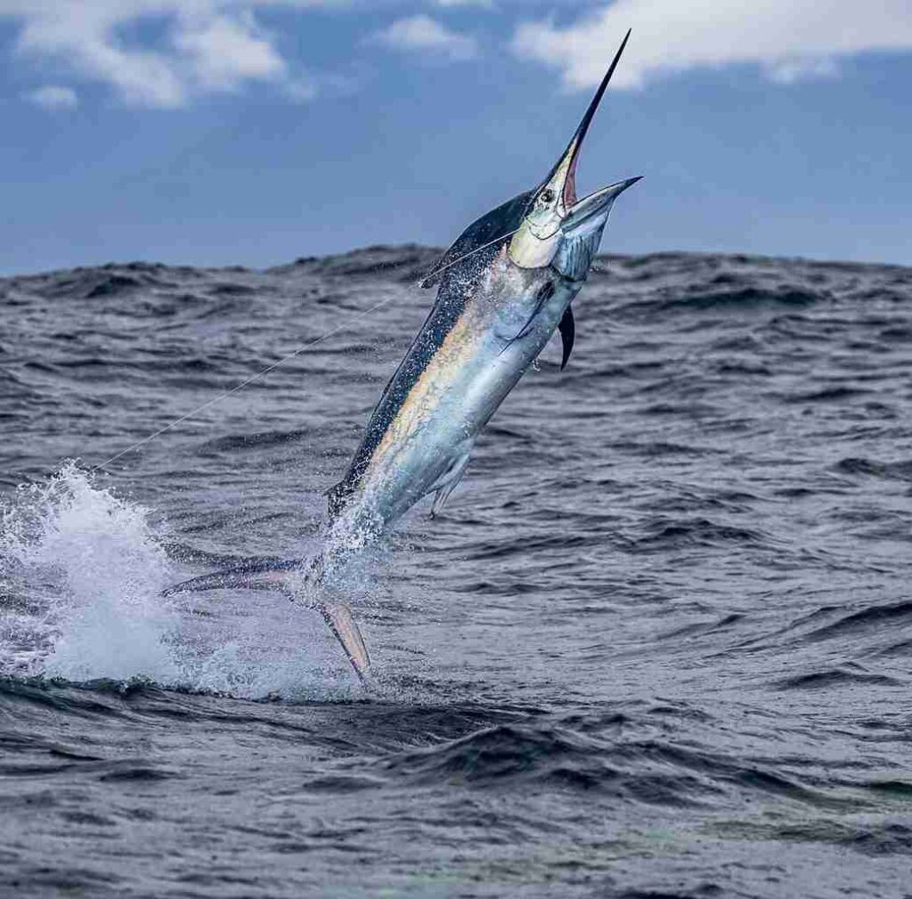Species Identification - The Billfish Foundation