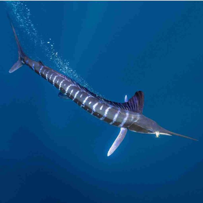 Species Identification - The Billfish Foundation