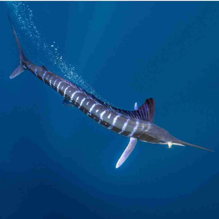 Species Identification - The Billfish Foundation