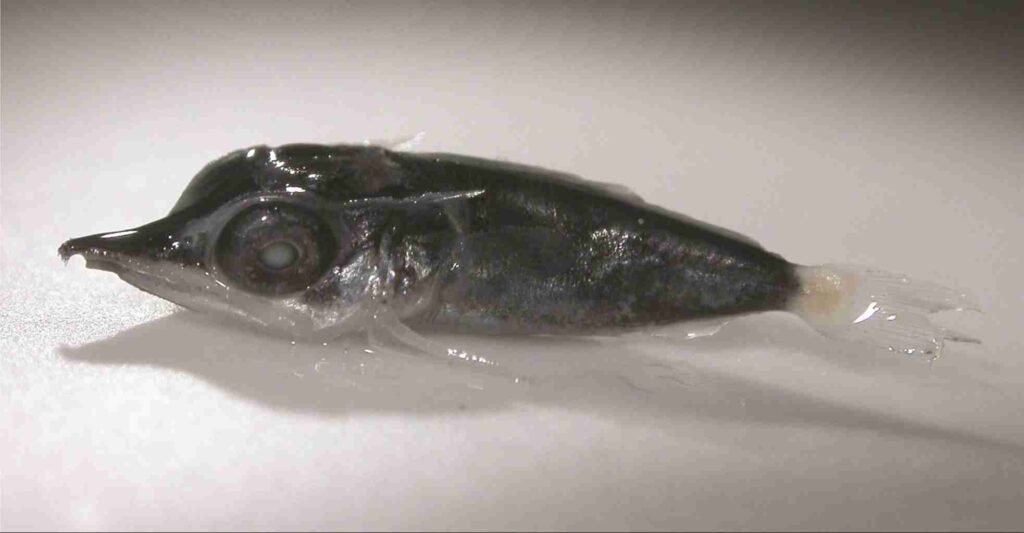 Species Identification - The Billfish Foundation