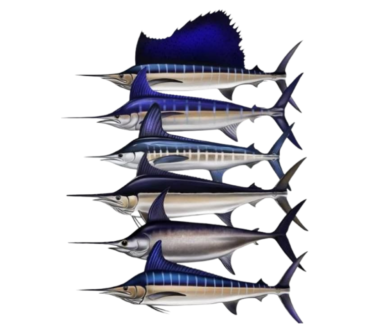 Species Identification - The Billfish Foundation
