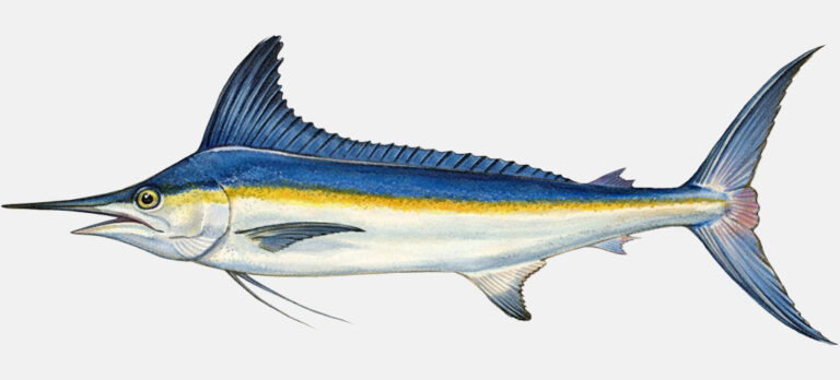 Species Identification - The Billfish Foundation